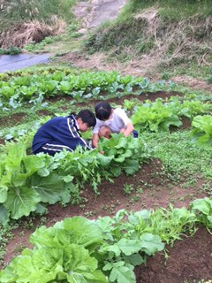 平尾ファームで野菜の収穫